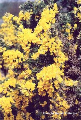 Mellow Yellow